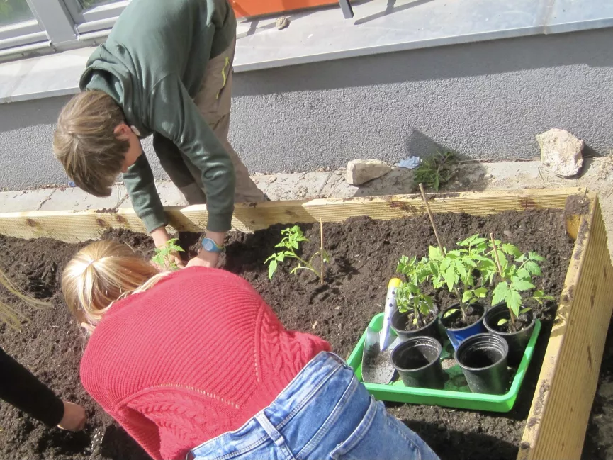 Schulgarten Jungpflanzen