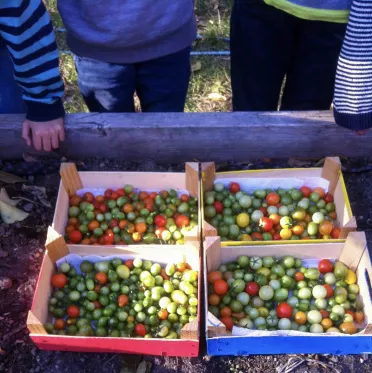 Schulgarten Ernte Tomaten