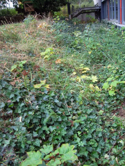 Schulgarten verwildert